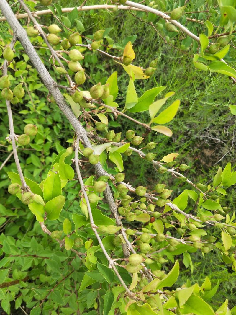 种植青翘，500亩的产量，有需要的老板联系