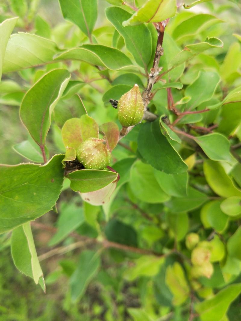 种植青翘，500亩的产量，有需要的老板联系