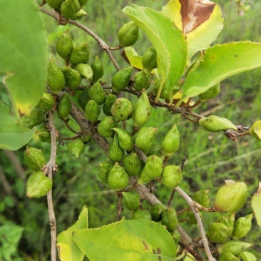 种植青翘，500亩的产量，有需要的老板联系