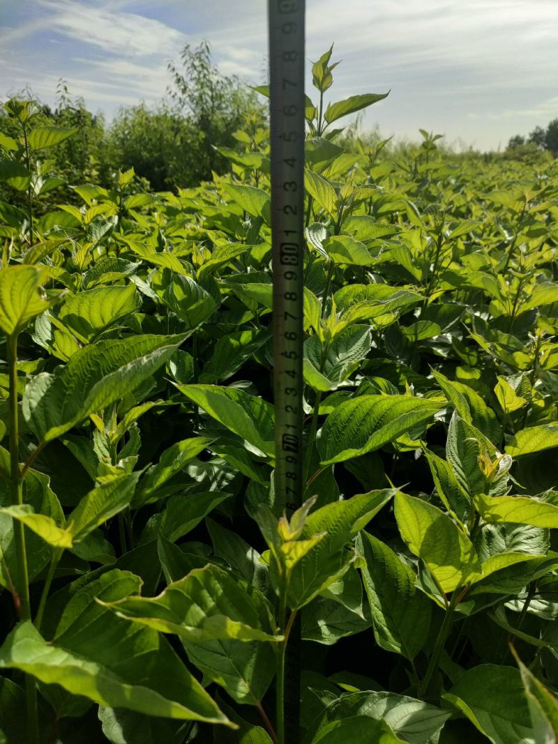 红润木