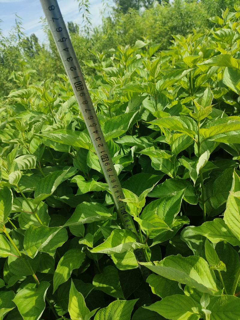 红润木