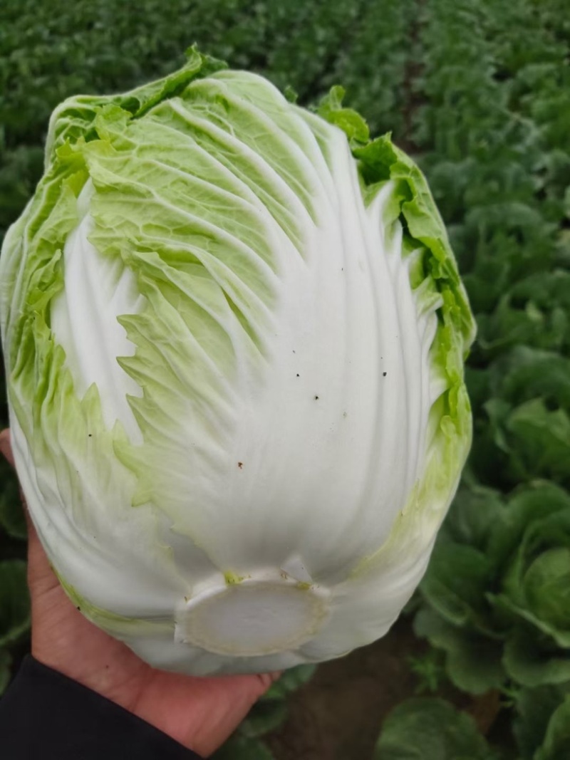 【产地直供】黄心大白菜大量供货一手货源量大从优对接加工厂