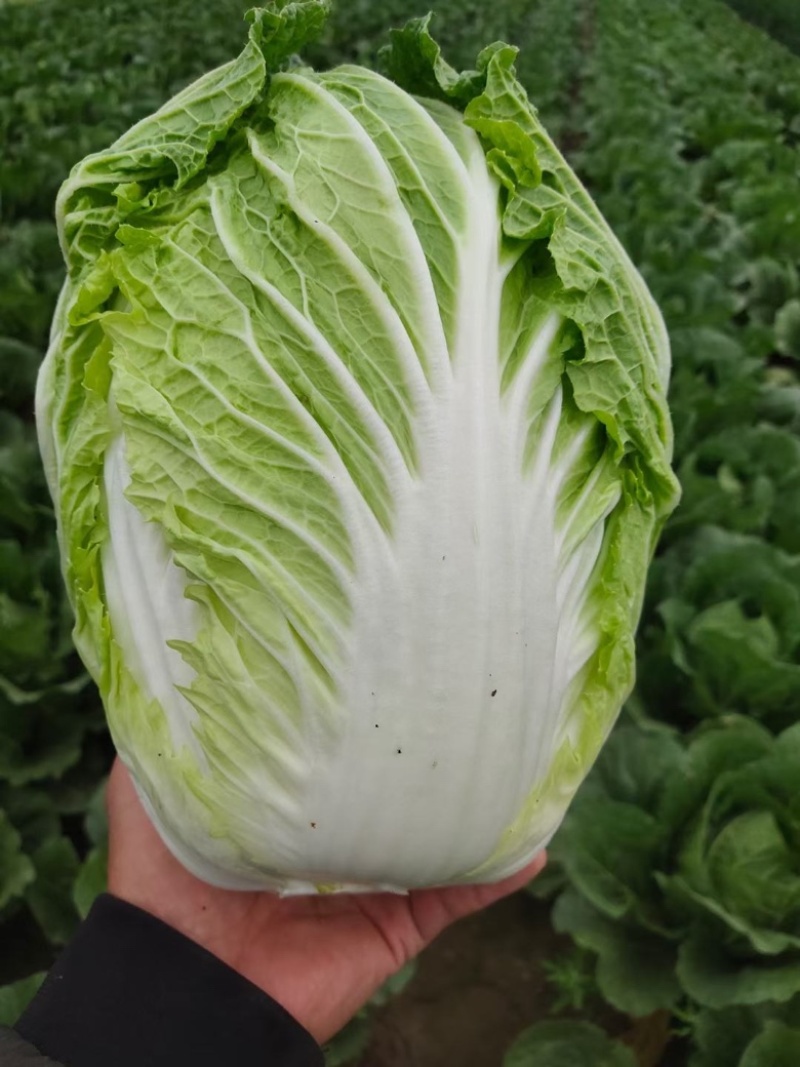 【产地直供】黄心大白菜大量供货一手货源量大从优对接加工厂