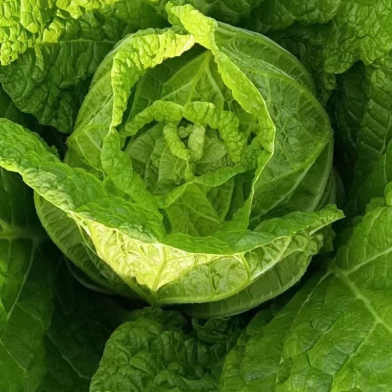 【产地直供】黄心大白菜大量供货一手货源量大从优对接加工厂