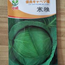 【】秋季甘蓝种子圆包菜种子产量高抗性好品质好