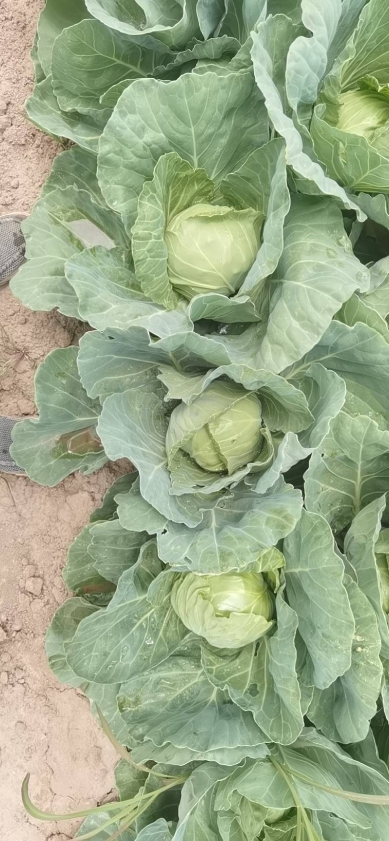 【基地直发】甘蓝大量上市保质保量宁夏甘蓝诚信