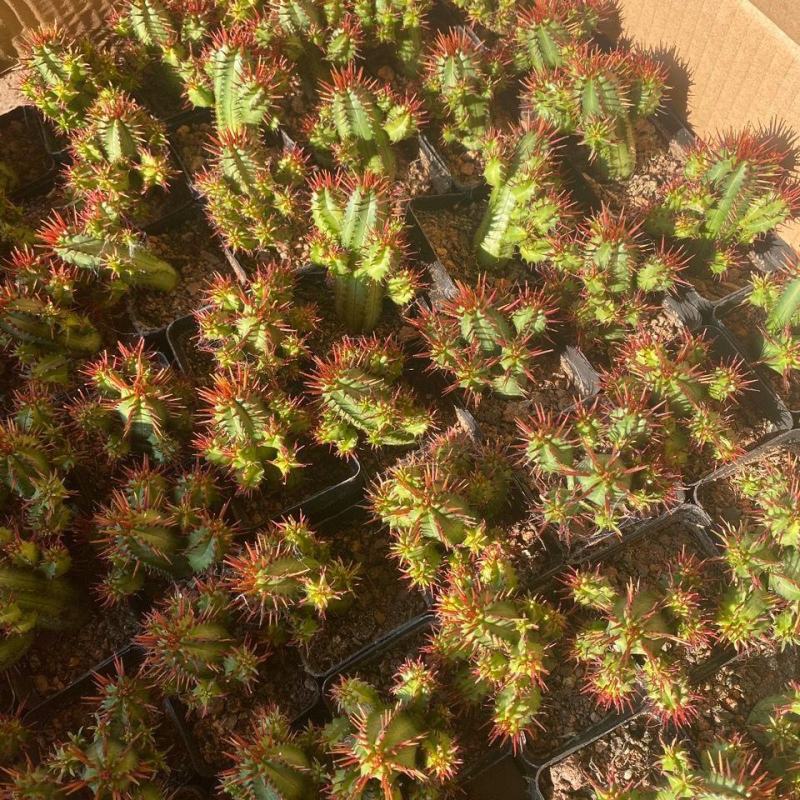 红刺麒麟大戟科多肉植物室内花小盆栽仙人掌非火麒麟稀有品种