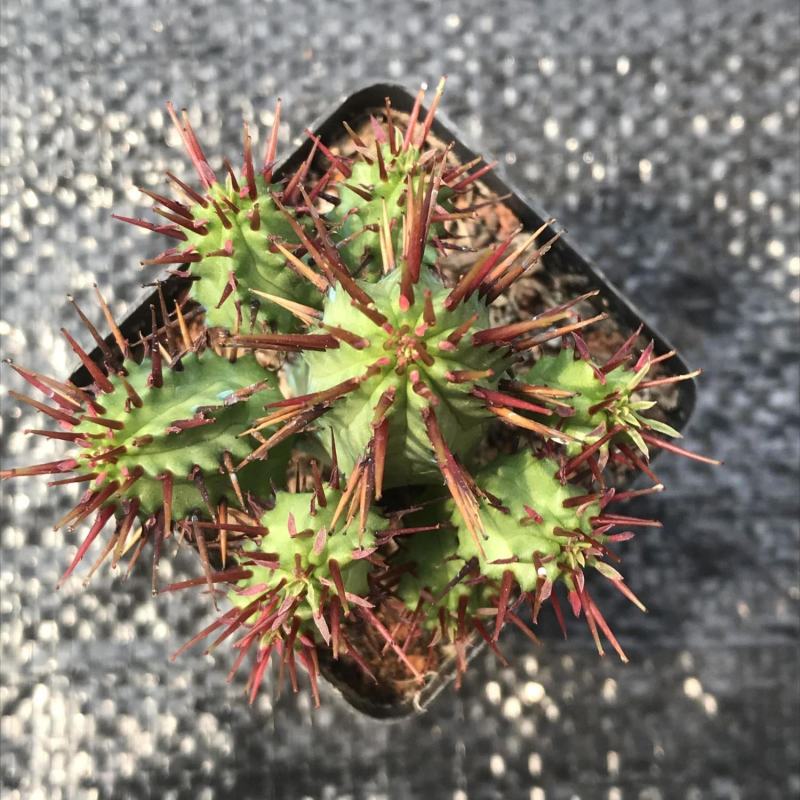 红刺麒麟大戟科多肉植物室内花小盆栽仙人掌非火麒麟稀有品种
