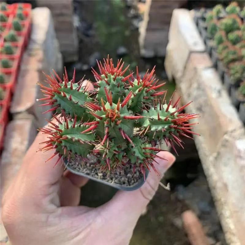 红刺麒麟大戟科多肉植物室内花小盆栽仙人掌非火麒麟稀有品种