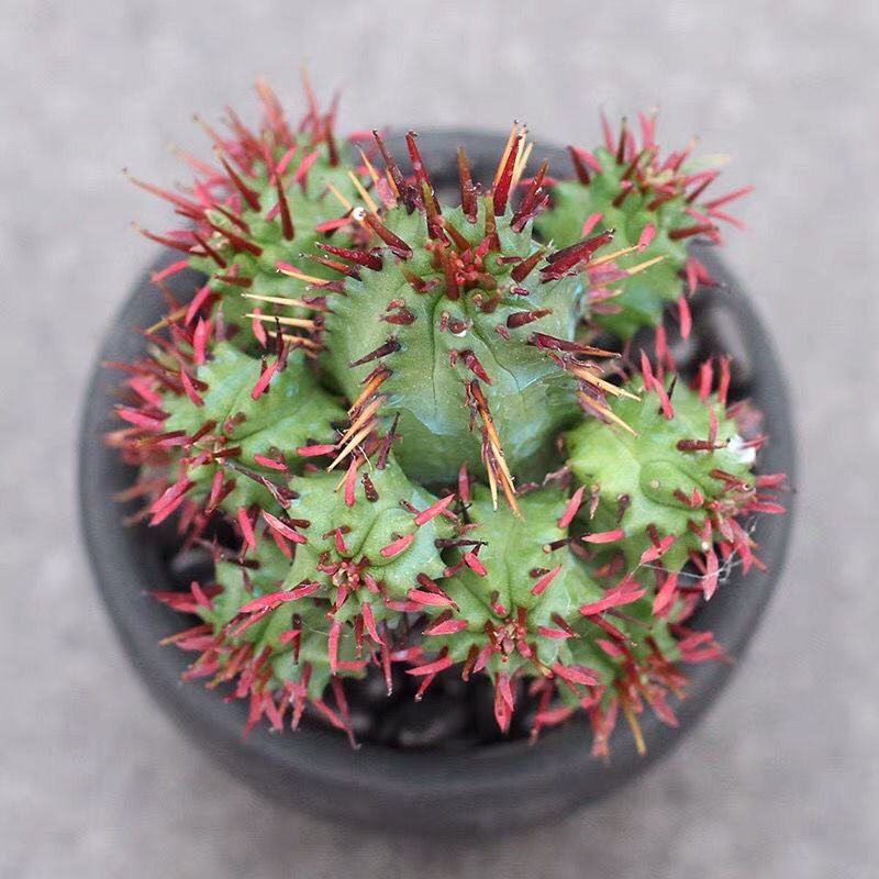 红刺麒麟大戟科多肉植物室内花小盆栽仙人掌非火麒麟稀有品种
