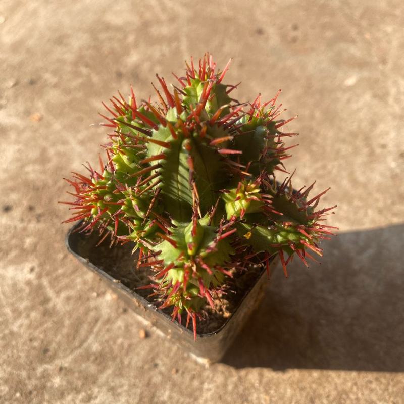 红刺麒麟大戟科多肉植物室内花小盆栽仙人掌非火麒麟稀有品种