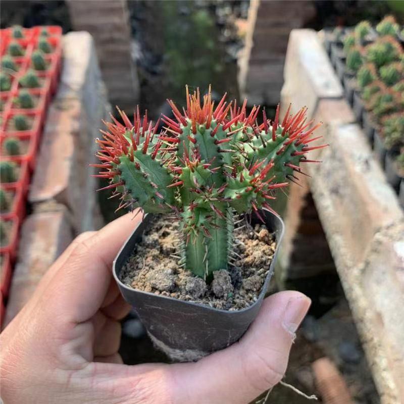 红刺麒麟大戟科多肉植物室内花小盆栽仙人掌非火麒麟稀有品种