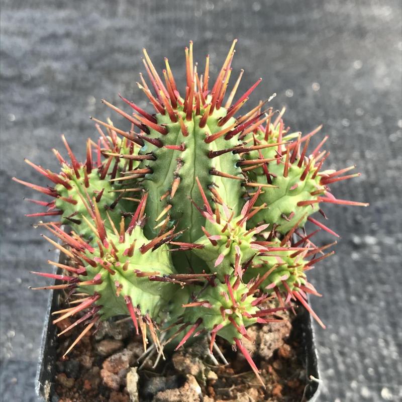 红刺麒麟大戟科多肉植物室内花小盆栽仙人掌非火麒麟稀有品种