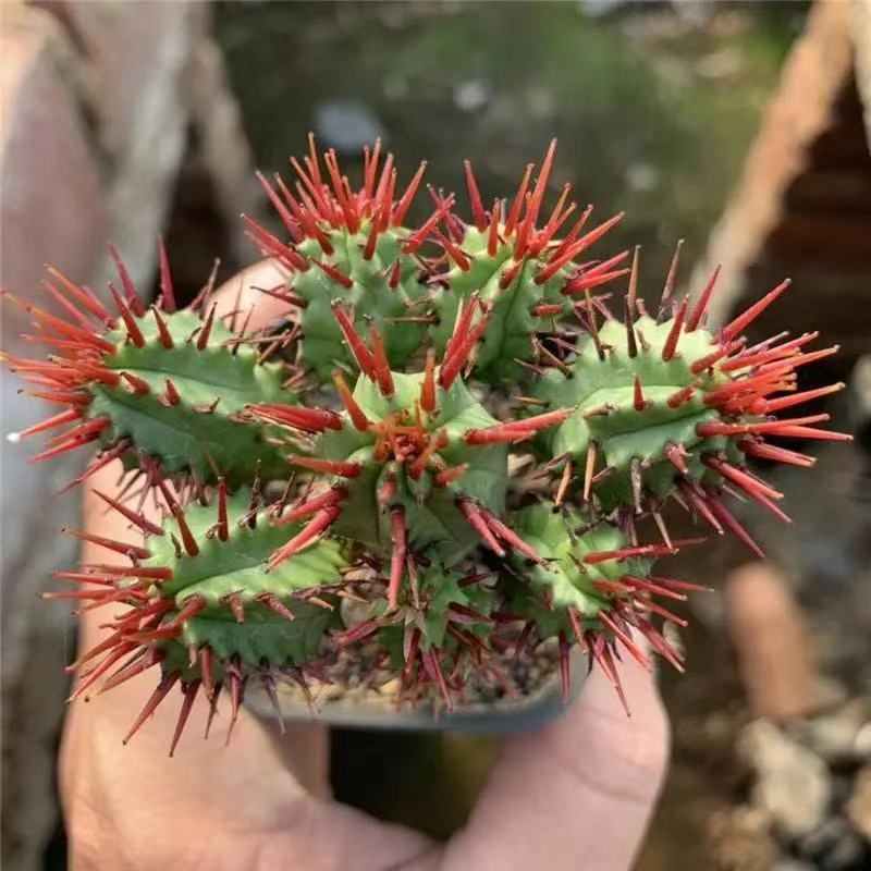 红刺麒麟大戟科多肉植物室内花小盆栽仙人掌非火麒麟稀有品种