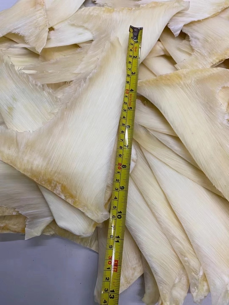 五羊金勾翅无头净骨足干全是刺针多种规格量大价优
