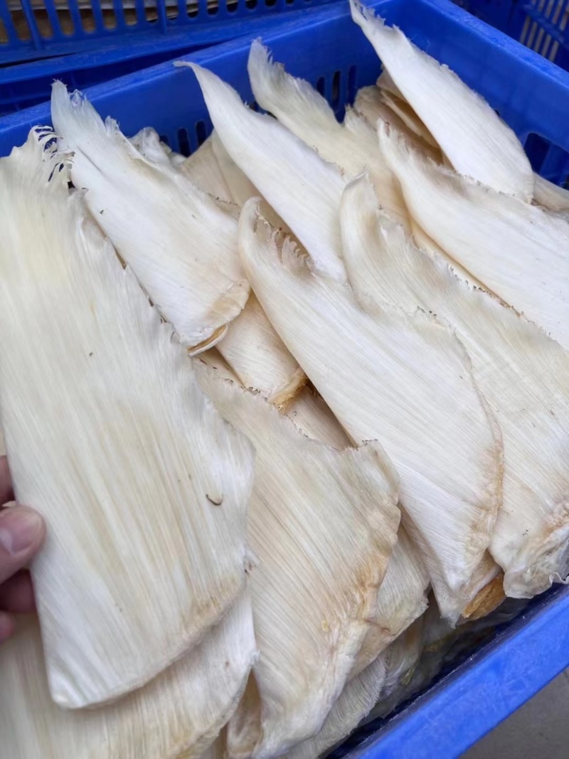 五羊金勾翅无头净骨足干全是刺针多种规格量大价优