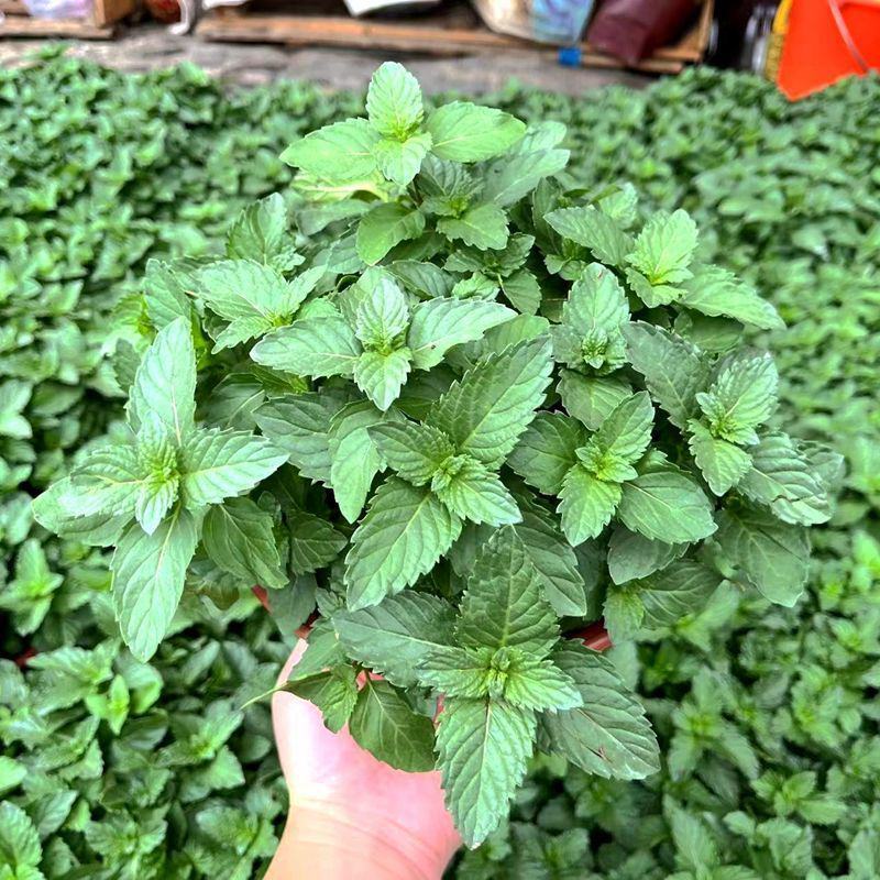美国薄荷观赏花卉驱虫草驱蚊美人香阳台庭院盆栽净化空气植物