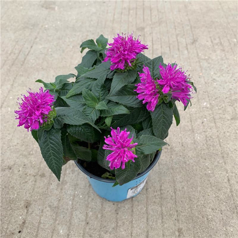 美国薄荷观赏花卉驱虫草驱蚊美人香阳台庭院盆栽净化空气植物
