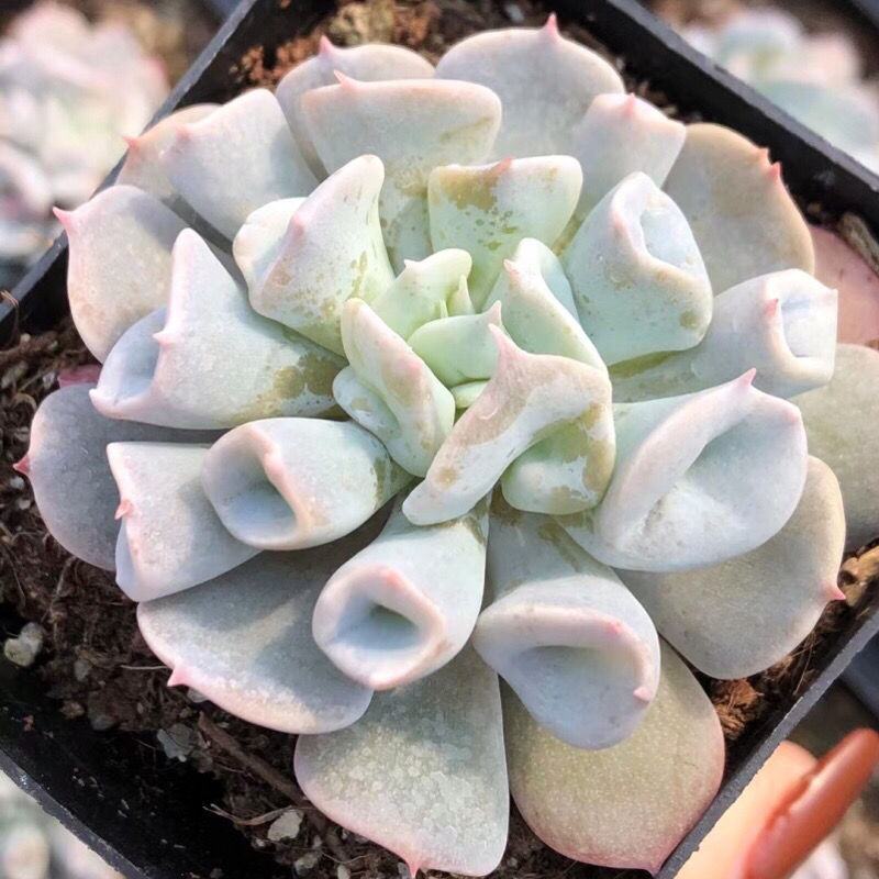 多肉猪鼻子筒叶蓝石莲稀有品种多肉花卉绿植盆栽防辐射