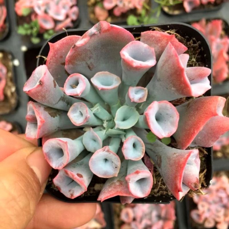 多肉猪鼻子筒叶蓝石莲稀有品种多肉花卉绿植盆栽防辐射