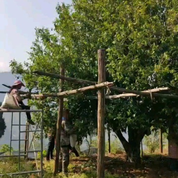 滇庆堂茶叶云南功夫红茶滇红茶特级云南凤庆古树金针松针