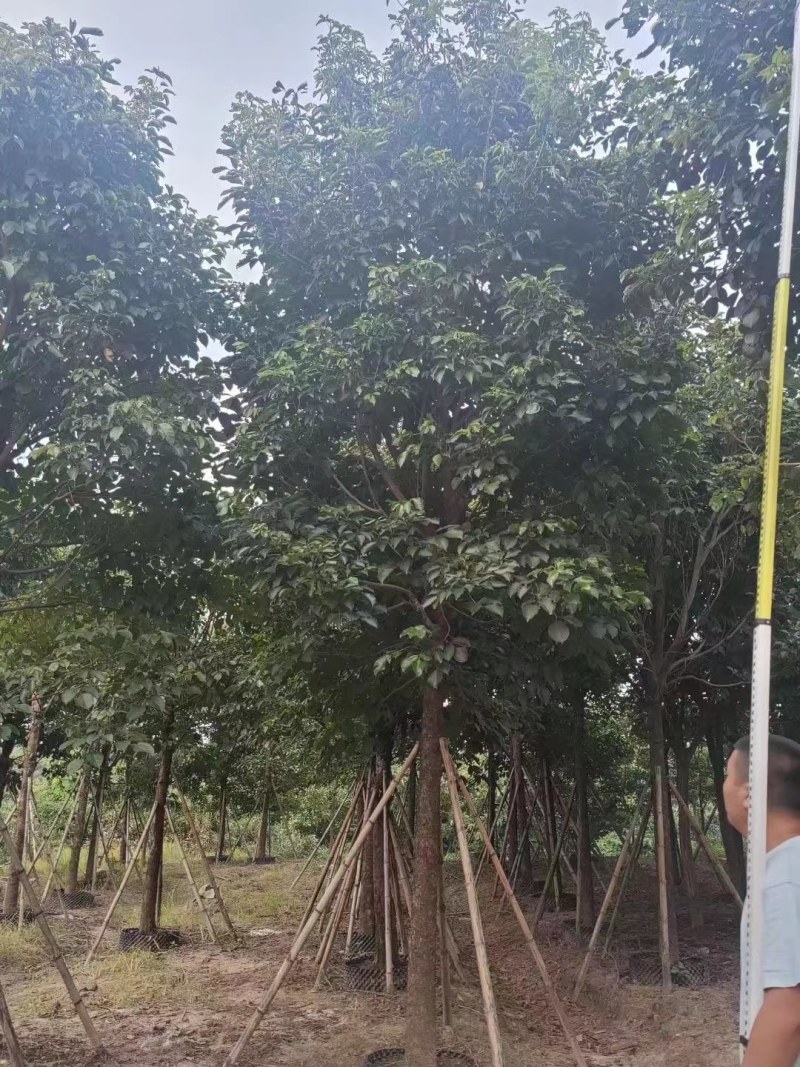 供应：秋枫（重阳木）15-18大量现货