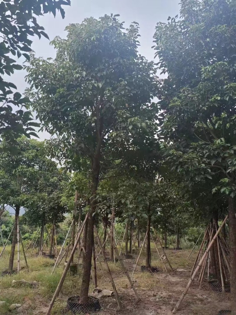 供应：秋枫（重阳木）15-18大量现货