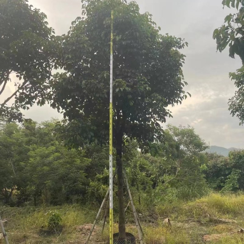 供应：秋枫（重阳木）15-18大量现货
