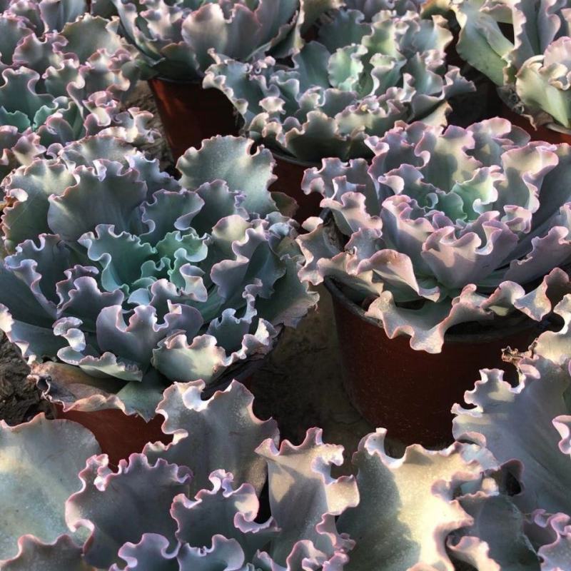 蓝狐多肉植物包菜系水瓶座高沙之翁卧室办公室桌面阳台