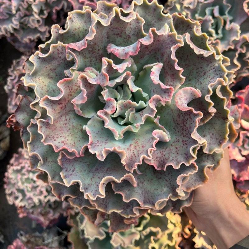 蓝狐多肉植物包菜系水瓶座高沙之翁卧室办公室桌面阳台