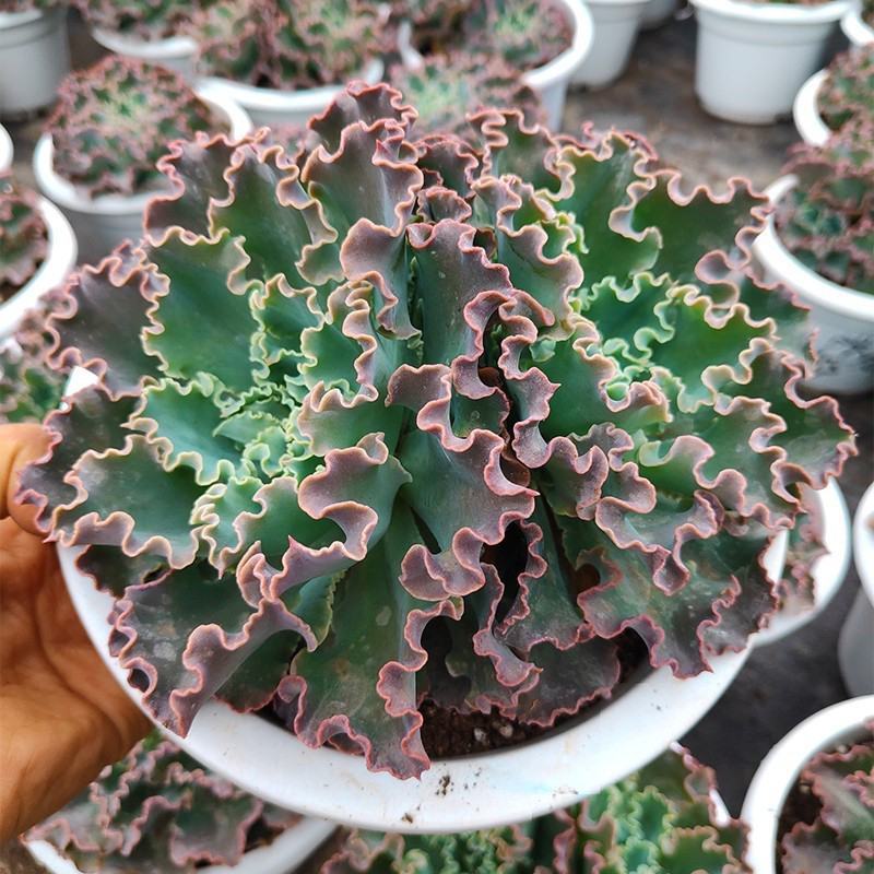 蓝狐多肉植物包菜系水瓶座高沙之翁卧室办公室桌面阳台