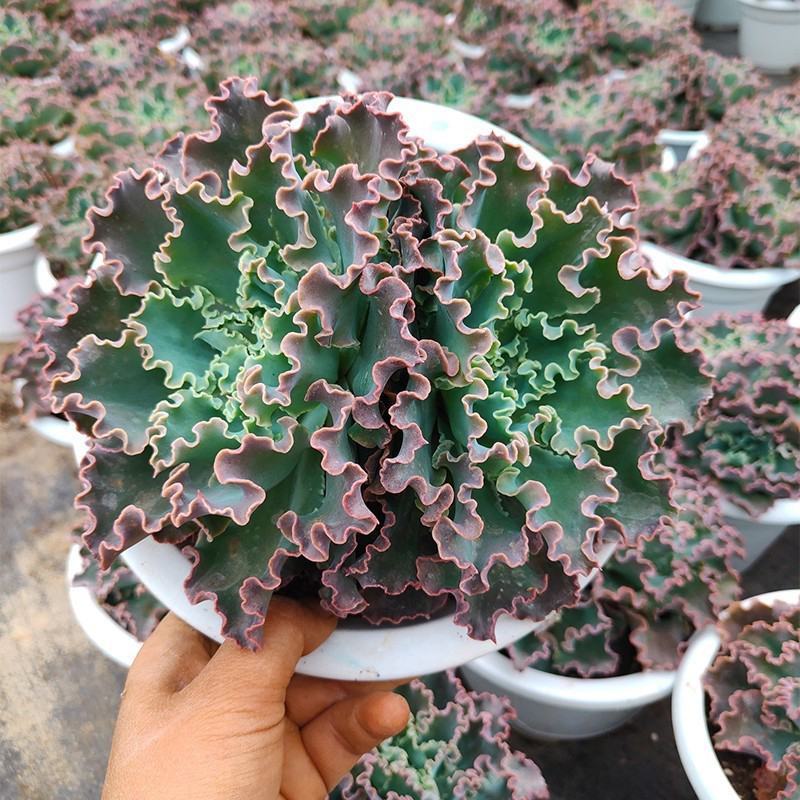 蓝狐多肉植物包菜系水瓶座高沙之翁卧室办公室桌面阳台