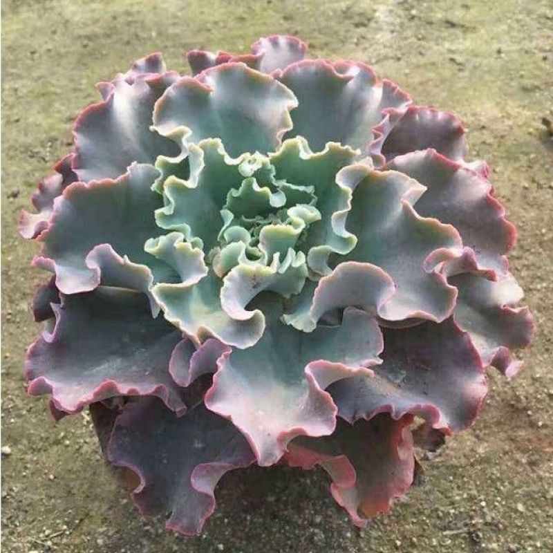 蓝狐多肉植物包菜系水瓶座高沙之翁卧室办公室桌面阳台