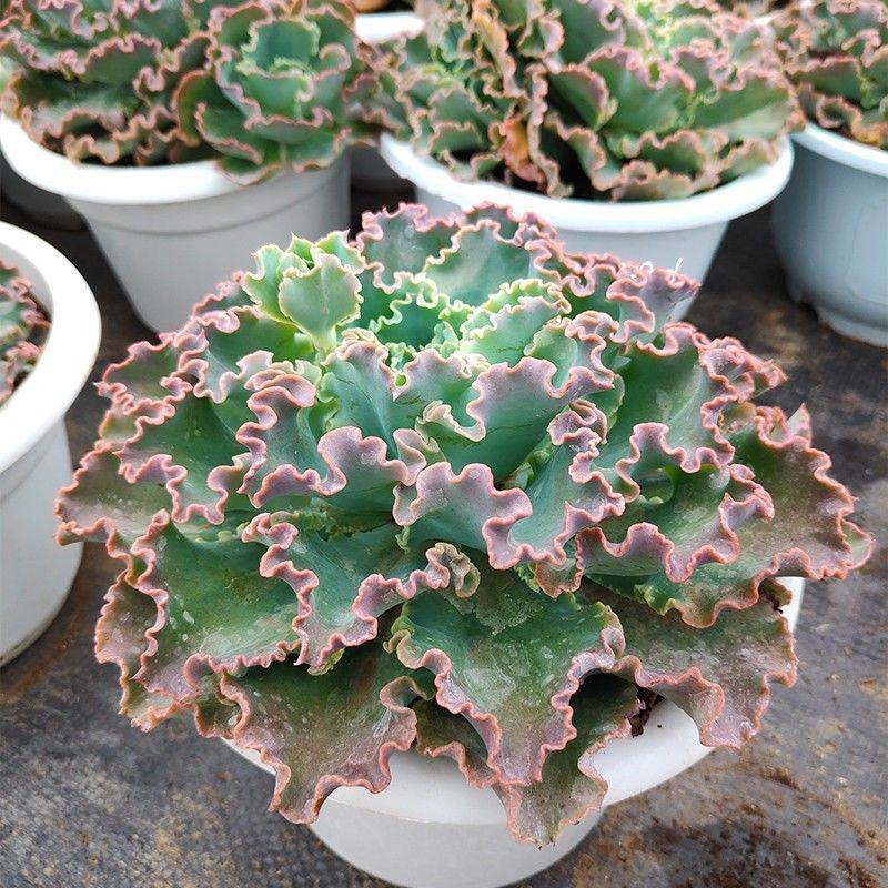 蓝狐多肉植物包菜系水瓶座高沙之翁卧室办公室桌面阳台