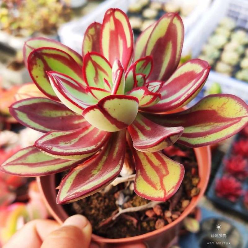 丸叶红司多肉植物盆栽绿植丸叶红丝肉肉室内阳台桌面花卉