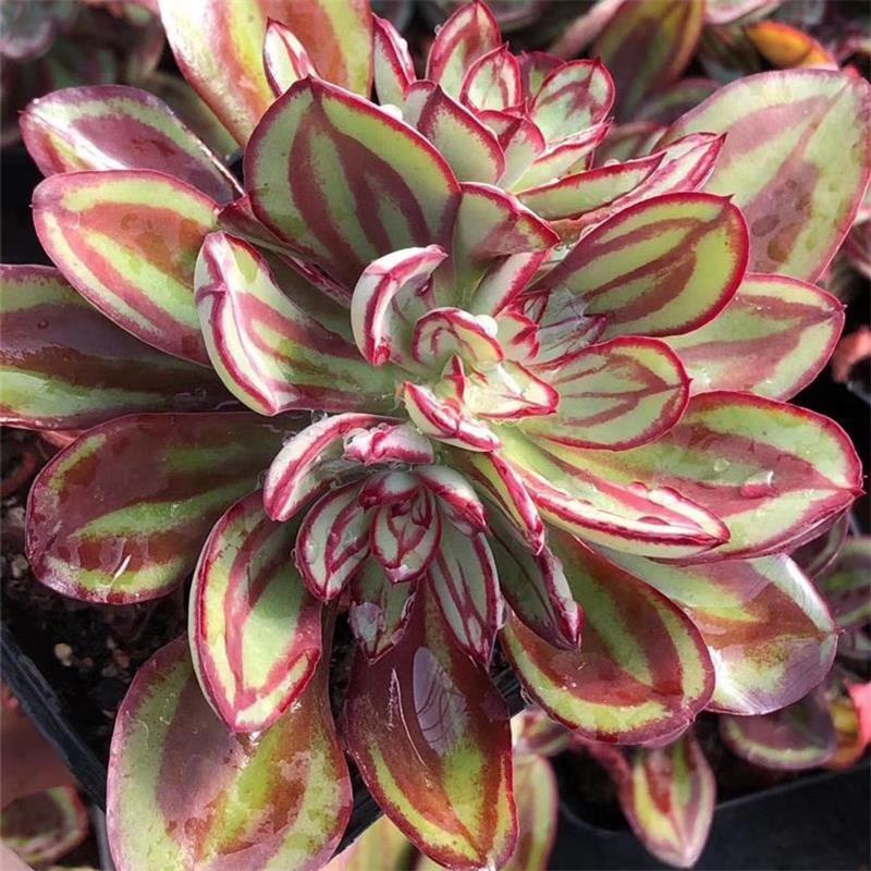 丸叶红司多肉植物盆栽绿植丸叶红丝肉肉室内阳台桌面花卉