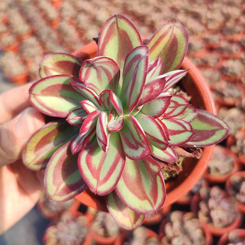 丸叶红司多肉植物盆栽绿植丸叶红丝肉肉室内阳台桌面花卉