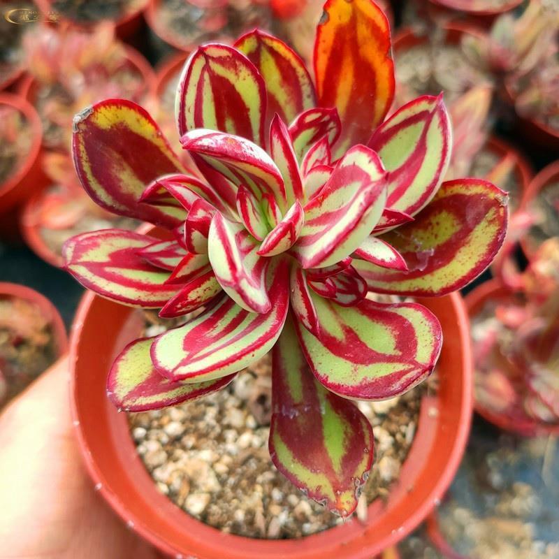 丸叶红司多肉植物盆栽绿植丸叶红丝肉肉室内阳台桌面花卉