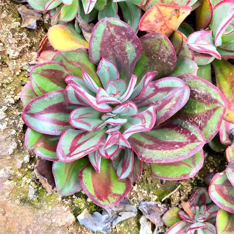 丸叶红司多肉植物盆栽绿植丸叶红丝肉肉室内阳台桌面花卉