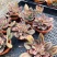 丸叶红司多肉植物盆栽绿植丸叶红丝肉肉室内阳台桌面花卉