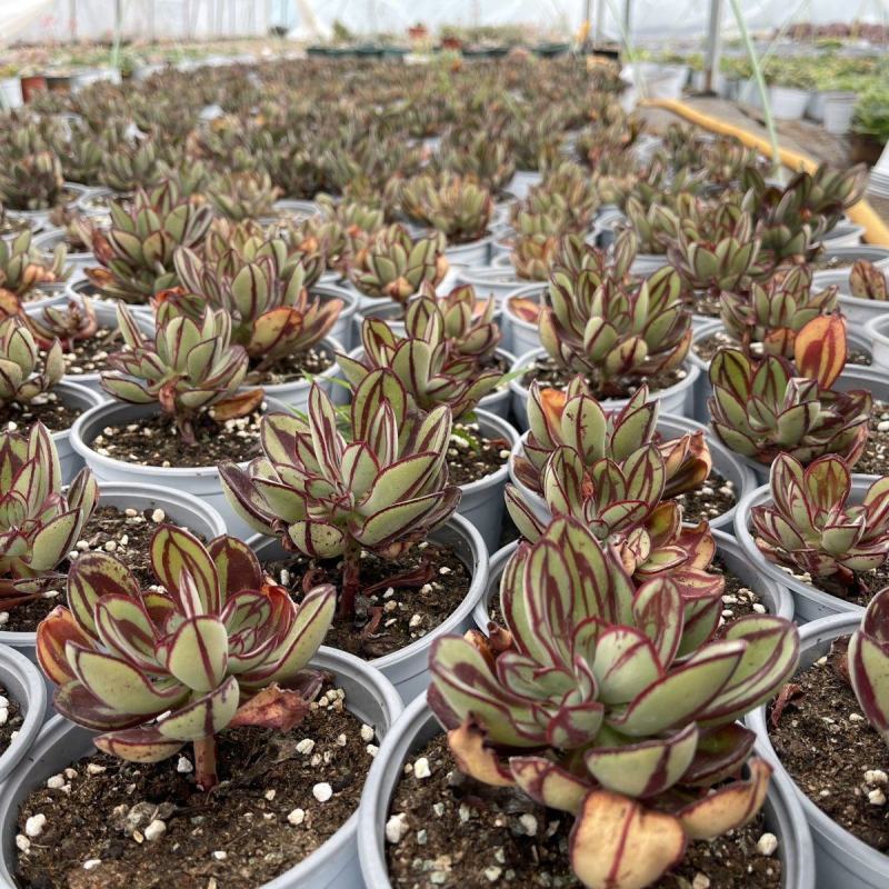 丸叶红司多肉植物盆栽绿植丸叶红丝肉肉室内阳台桌面花卉