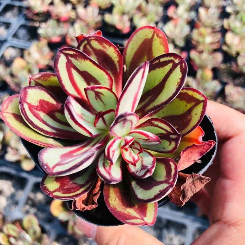 丸叶红司多肉植物盆栽绿植丸叶红丝肉肉室内阳台桌面花卉