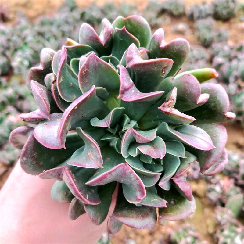 多肉植物黑鹰大颗群生冷门稀有进口多肉绿植盆栽防辐射