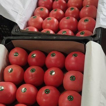 产地精品硬粉西红柿大量批发供应中，一手货源量大从优