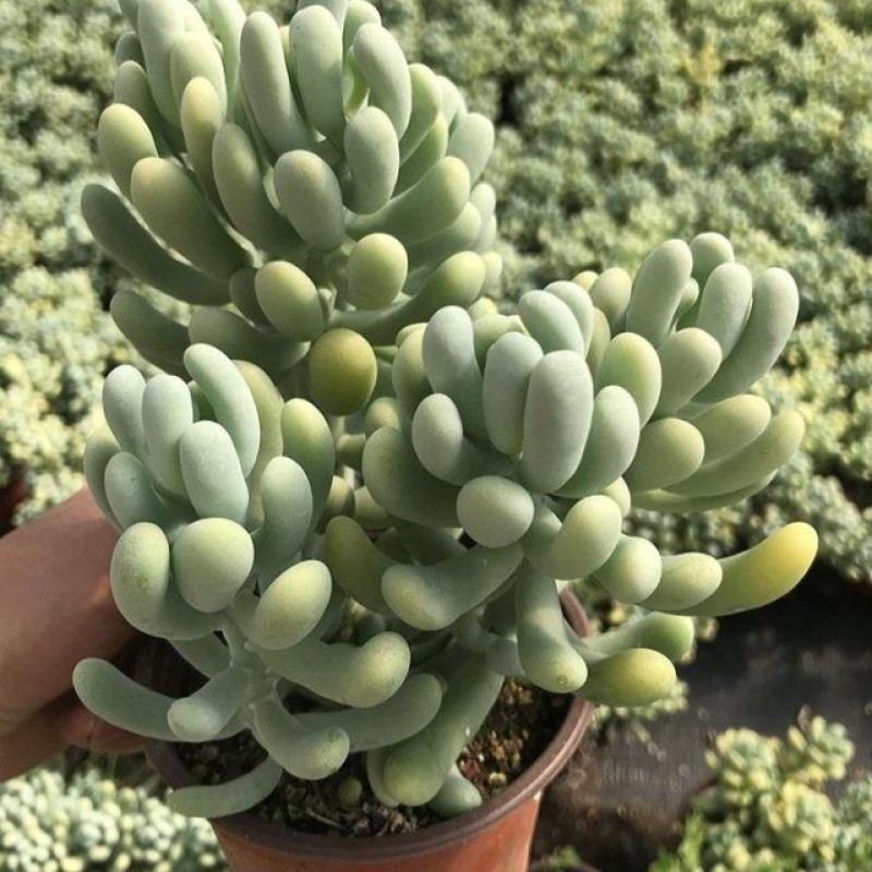香蕉美人可爱萌香气多肉植物景观花园阳台办公室盆栽老桩出锦