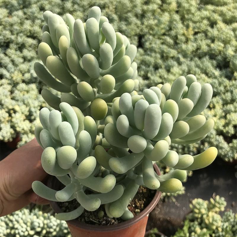 香蕉美人可爱萌香气多肉植物景观花园阳台办公室盆栽老桩出锦