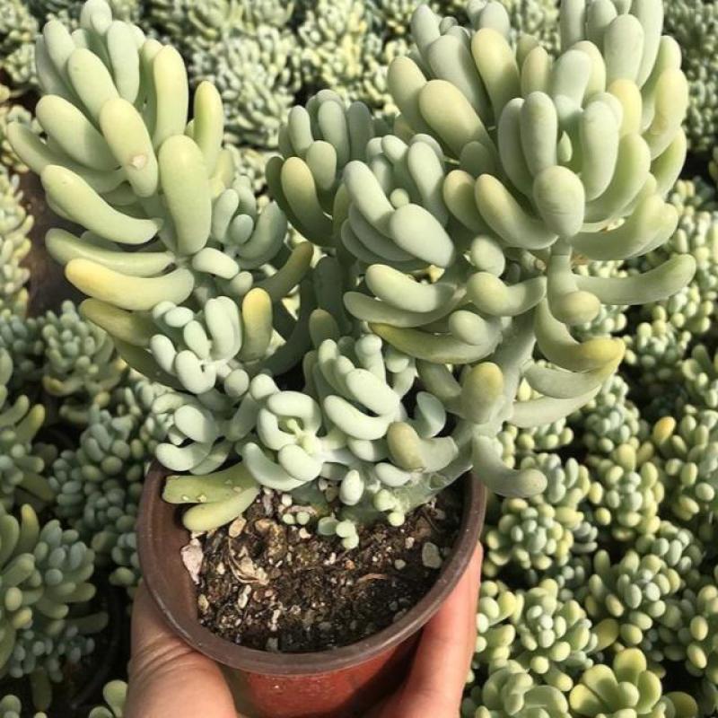 香蕉美人可爱萌香气多肉植物景观花园阳台办公室盆栽老桩出锦