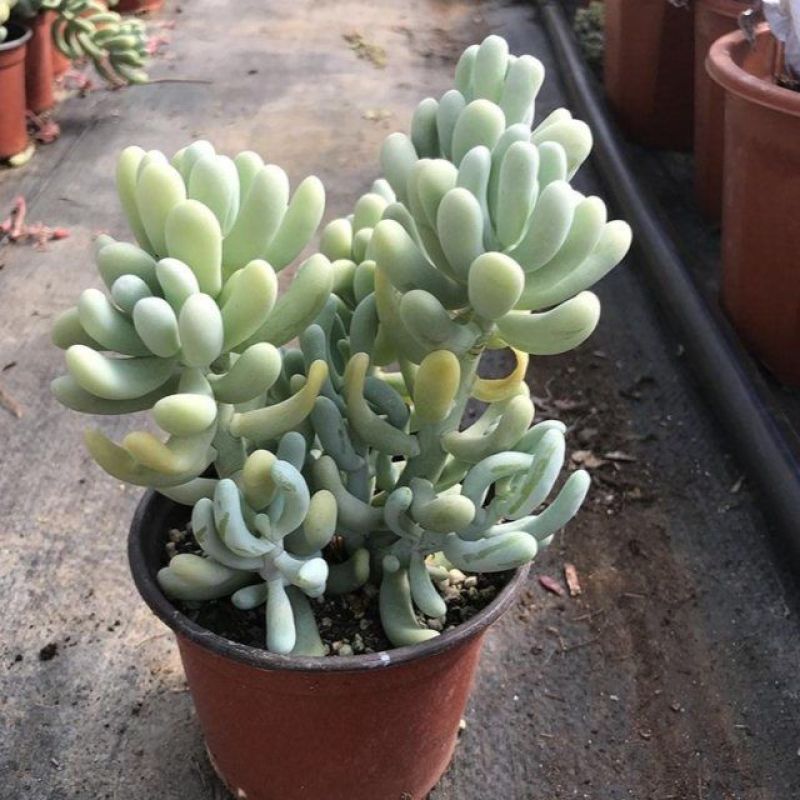 香蕉美人可爱萌香气多肉植物景观花园阳台办公室盆栽老桩出锦