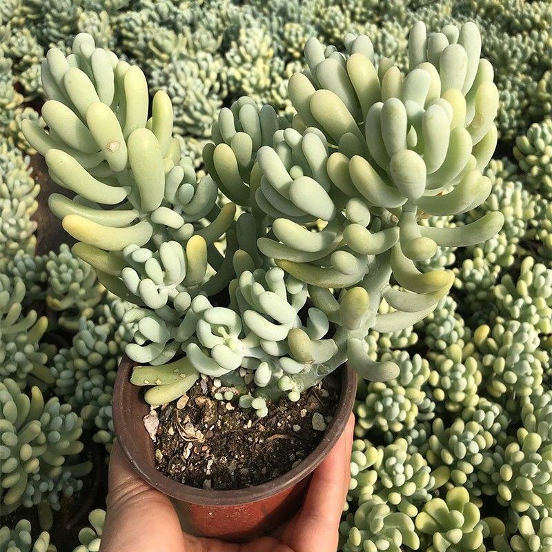 香蕉美人可爱萌香气多肉植物景观花园阳台办公室盆栽老桩出锦