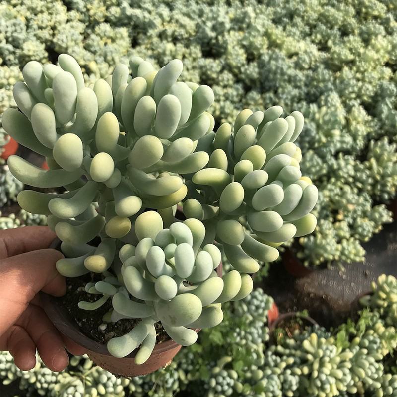 香蕉美人可爱萌香气多肉植物景观花园阳台办公室盆栽老桩出锦